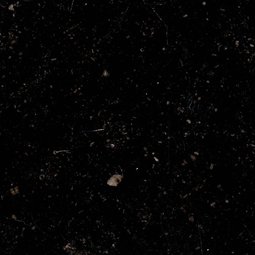 Kalkstein Ecaussinnes (Belgien)